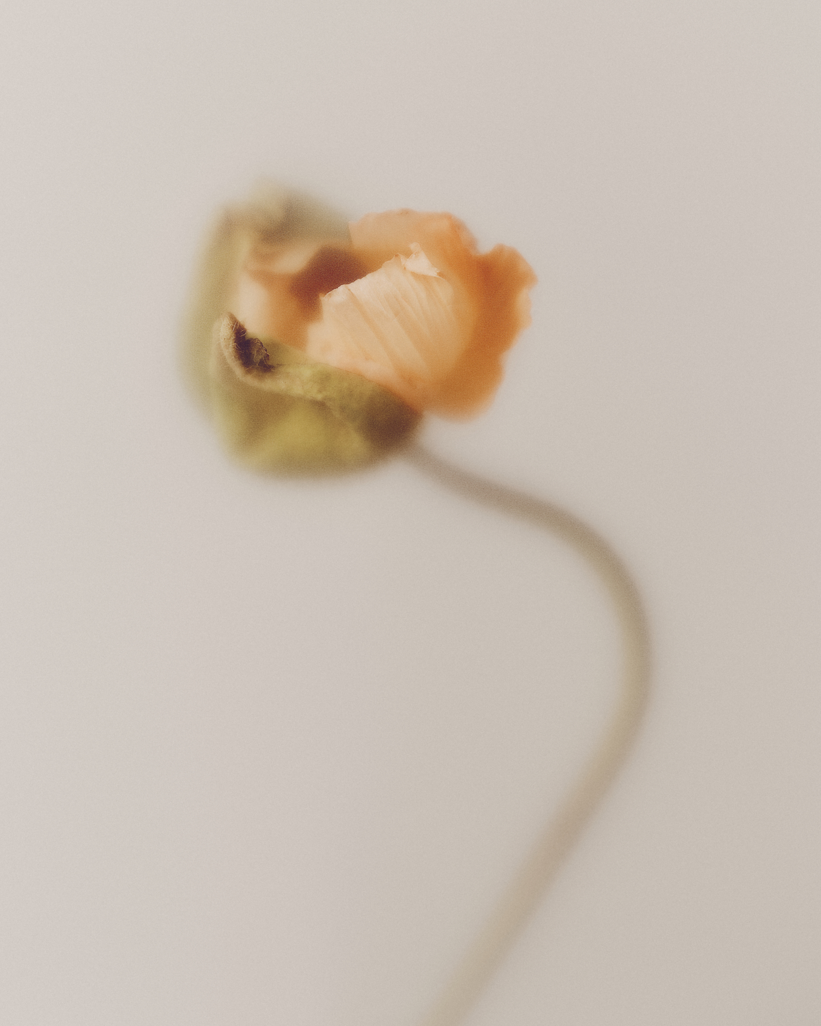 240315-flowers-rain-magazine-still-01-ar-010-copia-2-1742420317961-r8rna075nwk