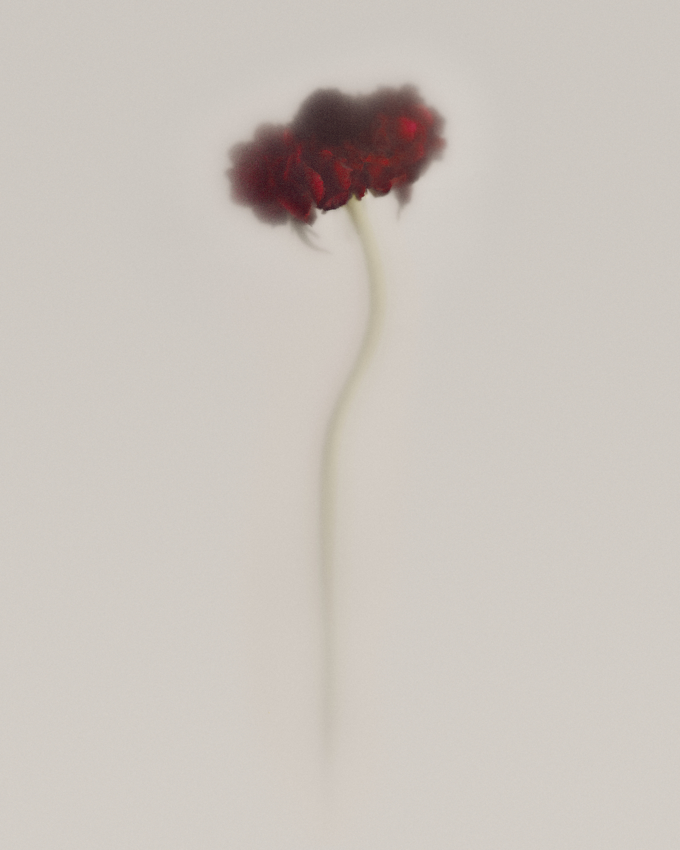 240315-flowers-rain-magazine-still-02-ar-019-copia-2-1742420317547-6qgrmjkq07