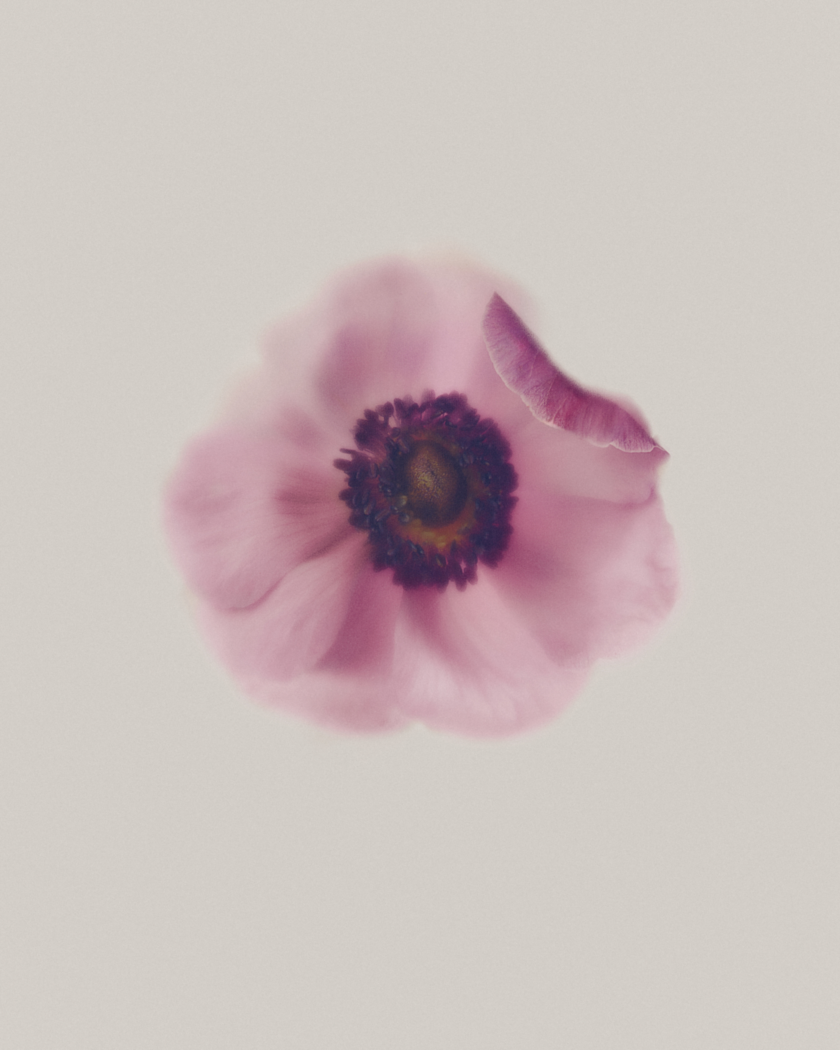 240315-flowers-rain-magazine-still-04-ar-015-copia-2-1742420316336-ybg7hebpza