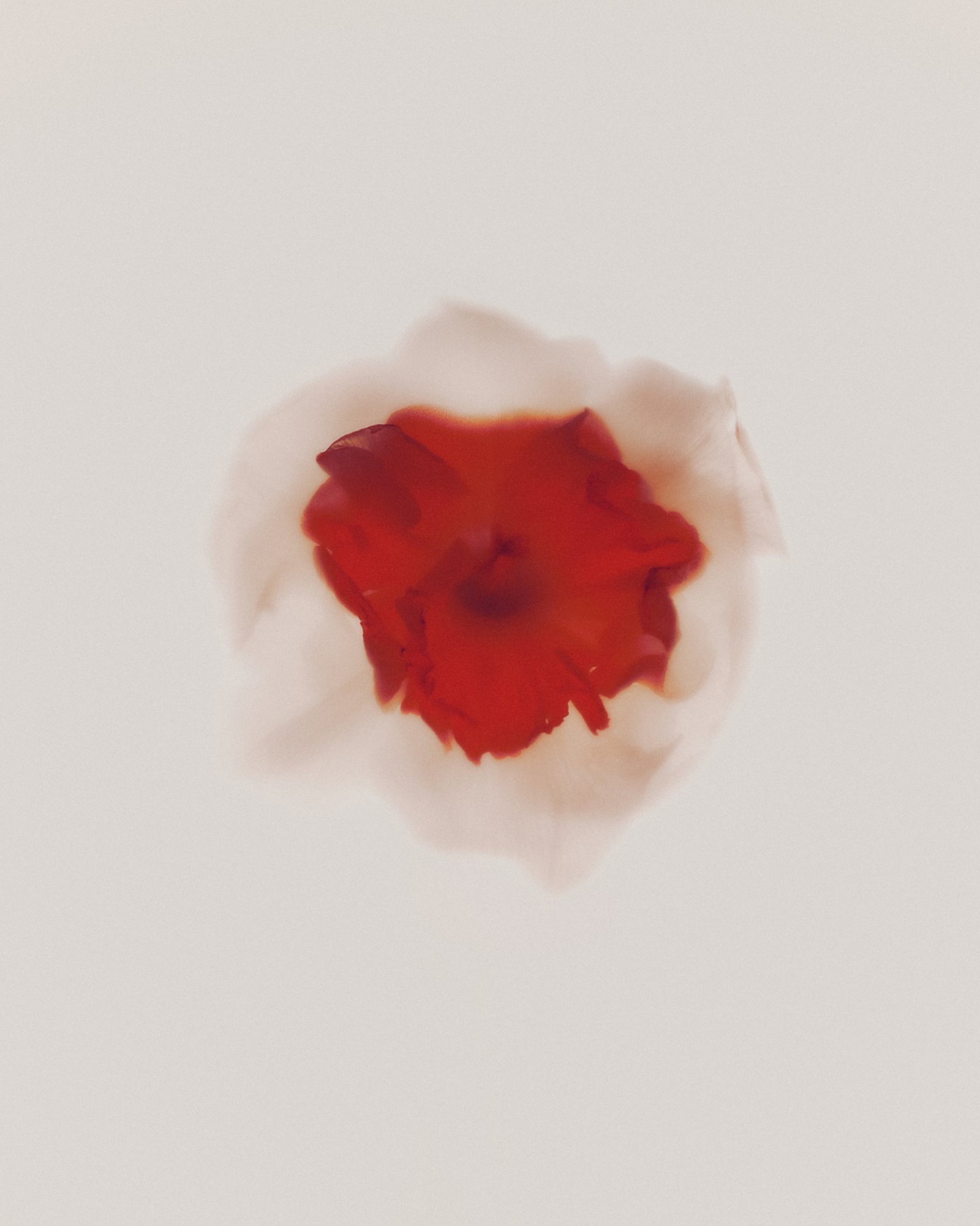 240315-flowers-rain-magazine-still-07-ar-004-copia-2-1742420319267-yqo7ognh8hi